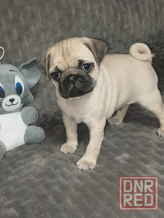 Щенки Мопс Макеевка - изображение 1