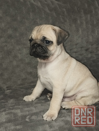 Щенки Мопс Макеевка - изображение 2