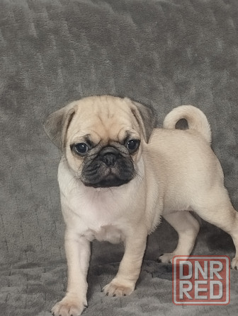 Щенки Мопс Макеевка - изображение 3