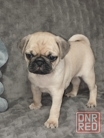 Щенки Мопс Макеевка - изображение 8