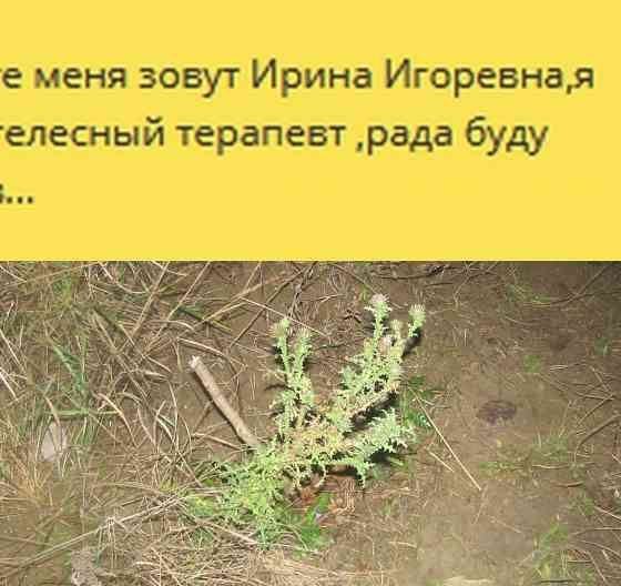 Представитель коалиции, Света Донецк