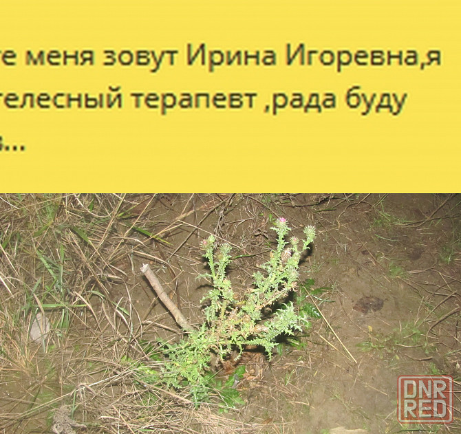 Представитель коалиции, Света Донецк - изображение 1