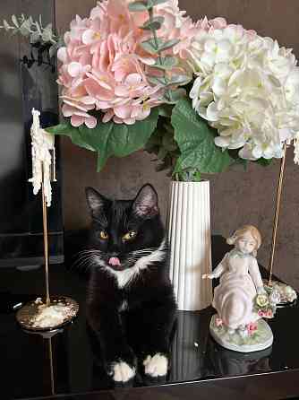 Ищем жениха для первой вязки Донецк