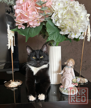 Ищем жениха для первой вязки Донецк - изображение 2