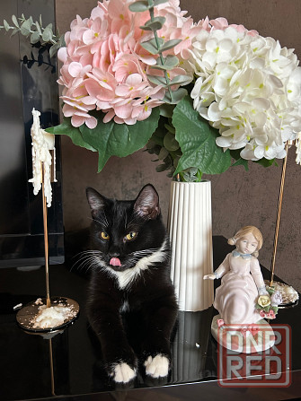 Ищем жениха для первой вязки Донецк - изображение 1