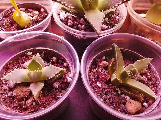 фаукария, альбука, портакулярия Донецк