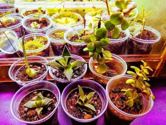 фаукария, альбука, портакулярия Донецк