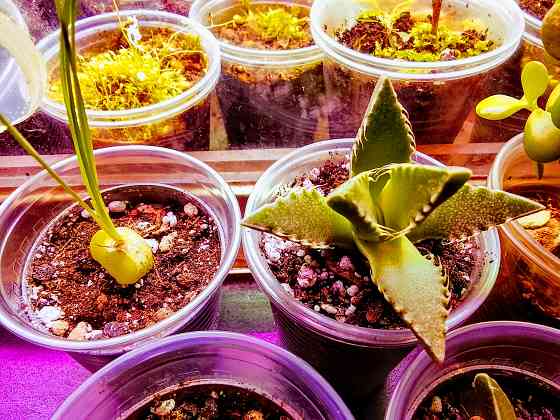 фаукария, альбука, портакулярия Донецк