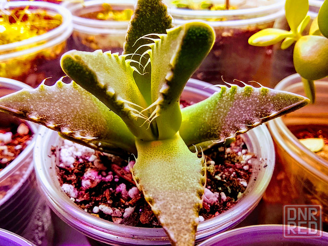 фаукария, альбука, портакулярия Донецк - изображение 4