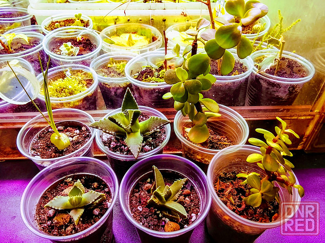 фаукария, альбука, портакулярия Донецк - изображение 1