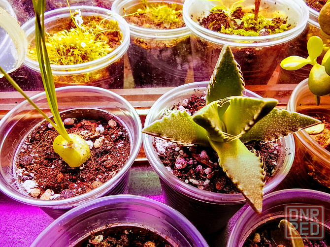 фаукария, альбука, портакулярия Донецк - изображение 3