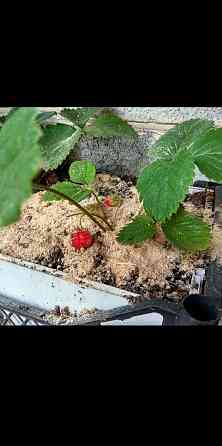 Древесные опилки Макеевка