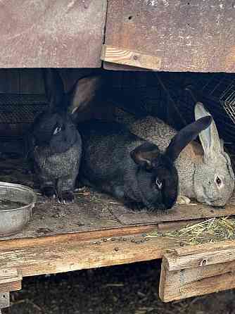 Продам племенных кроликов Волноваха