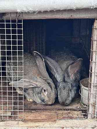 Продам племенных кроликов Волноваха