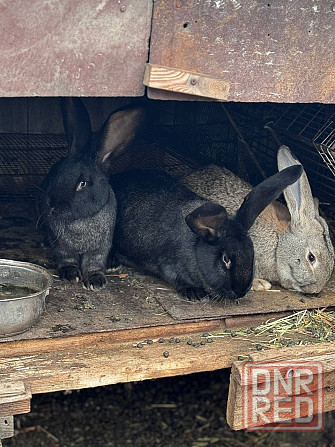 Продам племенных кроликов Волноваха - изображение 1