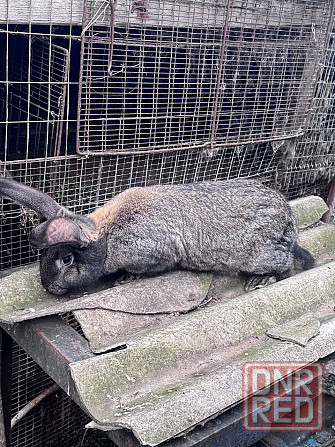 Продам племенных кроликов Волноваха - изображение 3