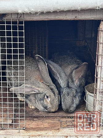 Продам племенных кроликов Волноваха - изображение 2
