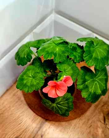 Зацветающий отросток герани 150 руб Макеевка