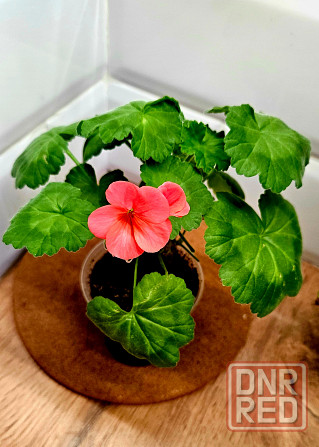 Зацветающий отросток герани 150 руб Макеевка - изображение 1