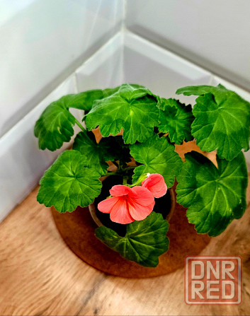 Зацветающий отросток герани 150 руб Макеевка - изображение 2