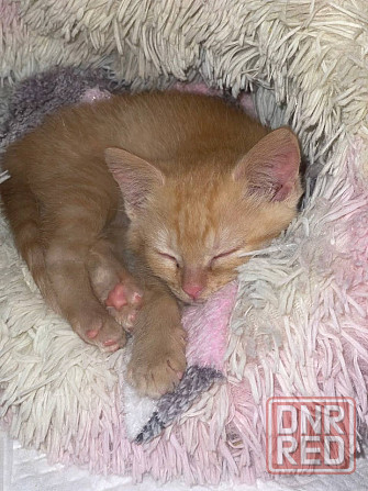 отдам котенка в добрые руки Донецк - изображение 1