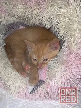 отдам котенка в добрые руки Донецк - изображение 2