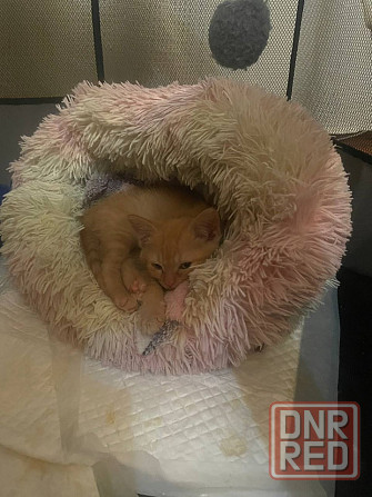 отдам котенка в добрые руки Донецк - изображение 3