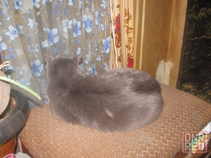 Никак цветы, тудой не заехать^ Донецк - изображение 1