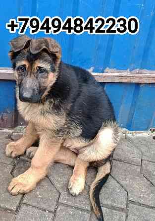 Щенки немецкой овчарки Донецк