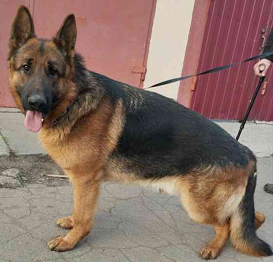 Щенки немецкой овчарки Донецк