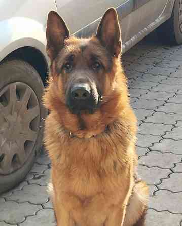 Щенки немецкой овчарки Донецк