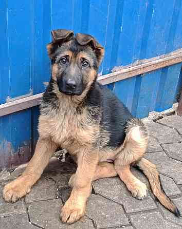 Щенки немецкой овчарки Донецк