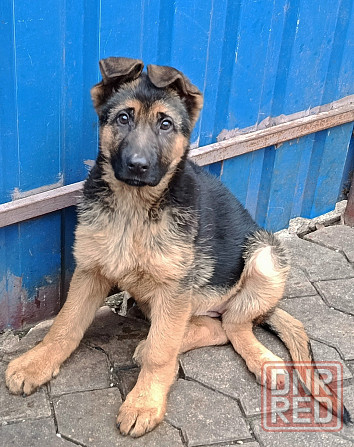 Щенки немецкой овчарки Донецк - изображение 2