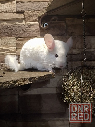 Продам шиншиллу Донецк - изображение 1