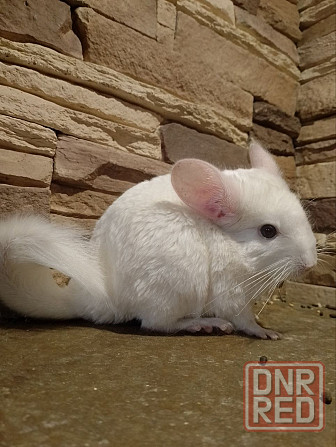 Продам шиншиллу Донецк - изображение 2