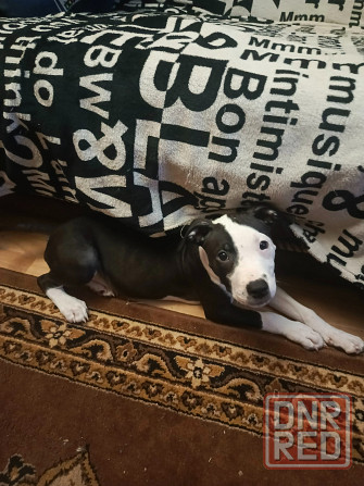 Не дорого Донецк - изображение 1