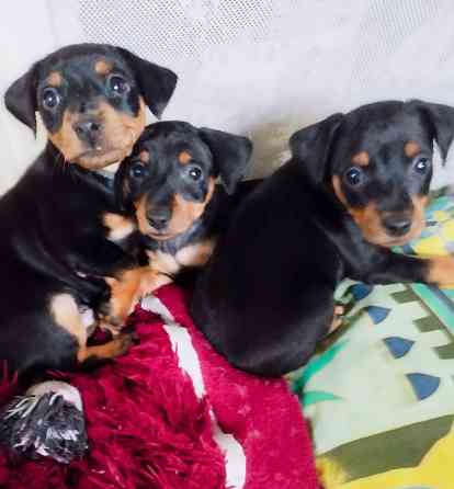 Породистые щенки цвергпинчера! Под ёлочку! Донецк