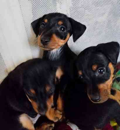 Породистые щенки цвергпинчера! Под ёлочку! Донецк