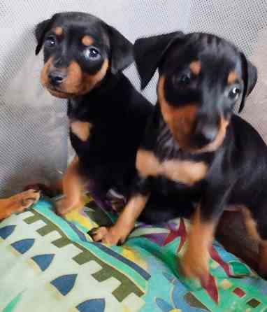 Породистые щенки цвергпинчера! Под ёлочку! Донецк