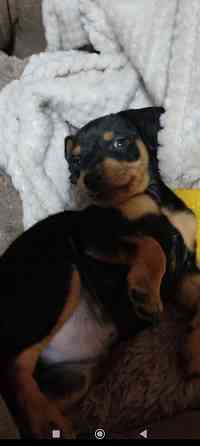 Породистые щенки цвергпинчера! Под ёлочку! Донецк