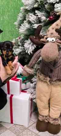 Породистые щенки цвергпинчера! Под ёлочку! Донецк