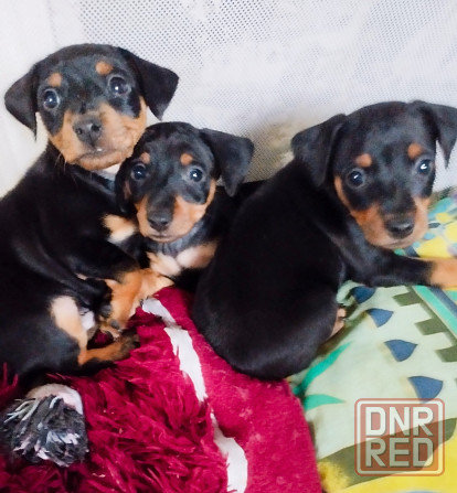 Породистые щенки цвергпинчера! Под ёлочку! Донецк - изображение 4