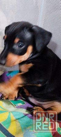 Породистые щенки цвергпинчера! Под ёлочку! Донецк - изображение 8