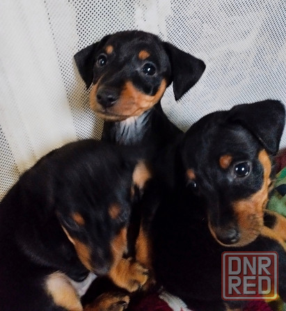 Породистые щенки цвергпинчера! Под ёлочку! Донецк - изображение 5