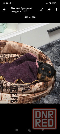 Породистые щенки цвергпинчера! Под ёлочку! Донецк - изображение 2