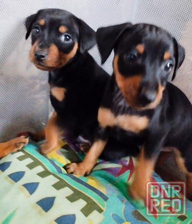 Породистые щенки цвергпинчера! Под ёлочку! Донецк - изображение 3