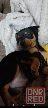 Породистые щенки цвергпинчера! Под ёлочку! Донецк - изображение 6