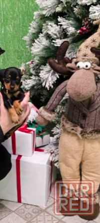 Породистые щенки цвергпинчера! Под ёлочку! Донецк - изображение 1