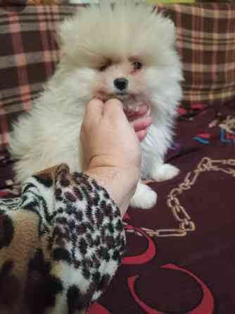 Щенки шпица померанского Донецк