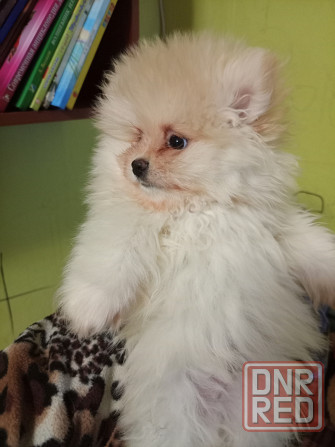 Щенки шпица померанского Донецк - изображение 2